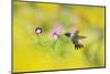 Ruby-throated Hummingbird male in flight feeding, Hill Country, Texas, USA-Rolf Nussbaumer-Mounted Photographic Print