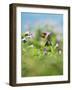 Ruby-throated Hummingbird male in flight feeding, Hill Country, Texas, USA-Rolf Nussbaumer-Framed Photographic Print