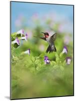 Ruby-throated Hummingbird male in flight feeding, Hill Country, Texas, USA-Rolf Nussbaumer-Mounted Photographic Print