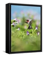 Ruby-throated Hummingbird male in flight feeding, Hill Country, Texas, USA-Rolf Nussbaumer-Framed Stretched Canvas