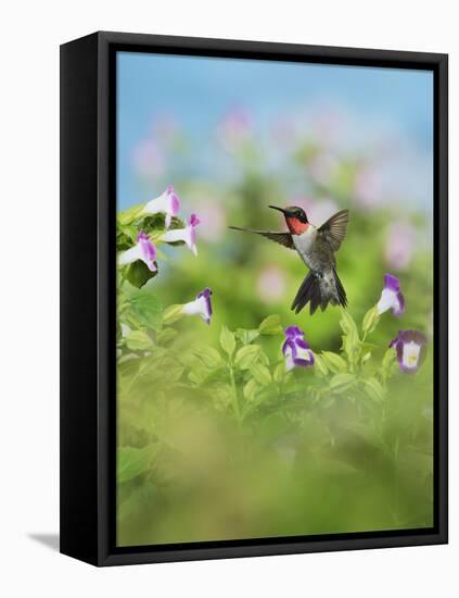 Ruby-throated Hummingbird male in flight feeding, Hill Country, Texas, USA-Rolf Nussbaumer-Framed Stretched Canvas