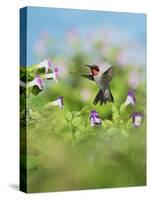 Ruby-throated Hummingbird male in flight feeding, Hill Country, Texas, USA-Rolf Nussbaumer-Stretched Canvas