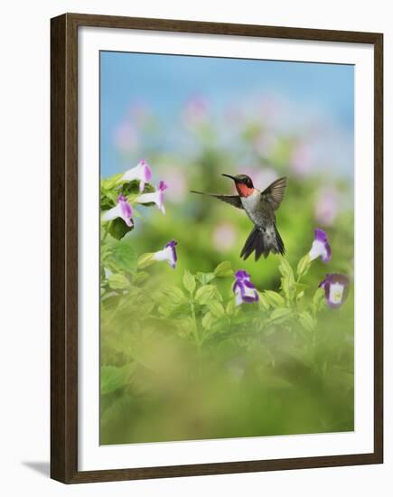 Ruby-throated Hummingbird male in flight feeding, Hill Country, Texas, USA-Rolf Nussbaumer-Framed Premium Photographic Print