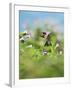 Ruby-throated Hummingbird male in flight feeding, Hill Country, Texas, USA-Rolf Nussbaumer-Framed Premium Photographic Print