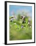 Ruby-throated Hummingbird male in flight feeding, Hill Country, Texas, USA-Rolf Nussbaumer-Framed Premium Photographic Print