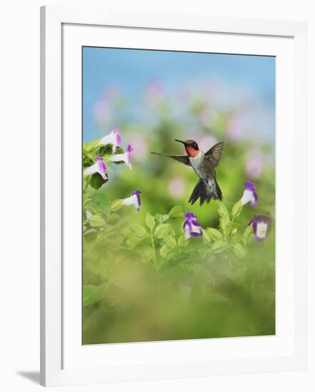 Ruby-throated Hummingbird male in flight feeding, Hill Country, Texas, USA-Rolf Nussbaumer-Framed Photographic Print