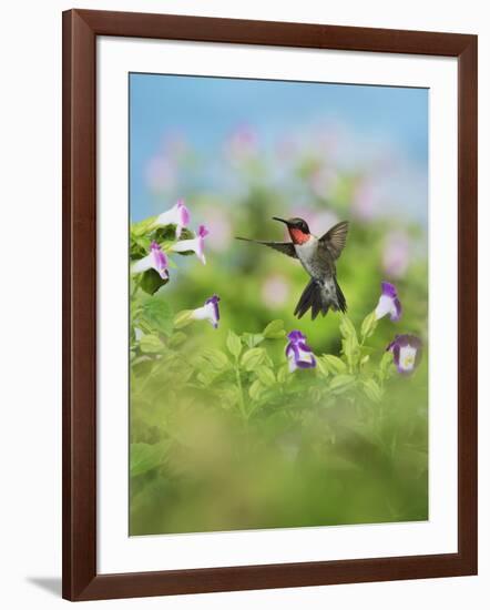 Ruby-throated Hummingbird male in flight feeding, Hill Country, Texas, USA-Rolf Nussbaumer-Framed Photographic Print