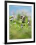 Ruby-throated Hummingbird male in flight feeding, Hill Country, Texas, USA-Rolf Nussbaumer-Framed Photographic Print