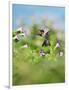 Ruby-throated Hummingbird male in flight feeding, Hill Country, Texas, USA-Rolf Nussbaumer-Framed Photographic Print