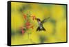 Ruby-throated Hummingbird male in flight feeding, Hill Country, Texas, USA-Rolf Nussbaumer-Framed Stretched Canvas