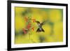 Ruby-throated Hummingbird male in flight feeding, Hill Country, Texas, USA-Rolf Nussbaumer-Framed Photographic Print