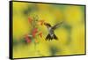Ruby-throated Hummingbird male in flight feeding, Hill Country, Texas, USA-Rolf Nussbaumer-Framed Stretched Canvas