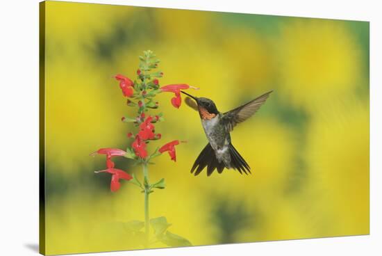 Ruby-throated Hummingbird male in flight feeding, Hill Country, Texas, USA-Rolf Nussbaumer-Stretched Canvas