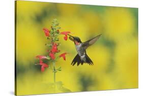 Ruby-throated Hummingbird male in flight feeding, Hill Country, Texas, USA-Rolf Nussbaumer-Stretched Canvas
