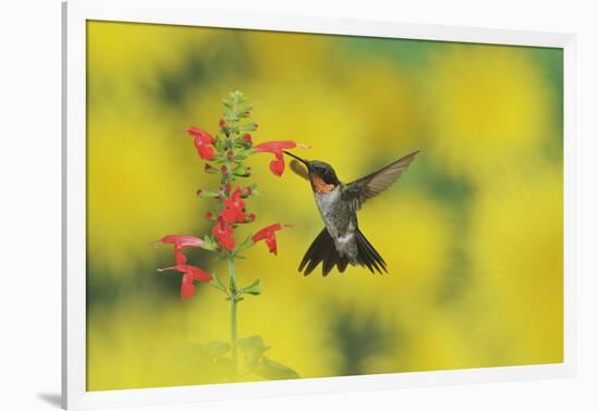 Ruby-throated Hummingbird male in flight feeding, Hill Country, Texas, USA-Rolf Nussbaumer-Framed Photographic Print