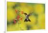 Ruby-throated Hummingbird male in flight feeding, Hill Country, Texas, USA-Rolf Nussbaumer-Framed Photographic Print