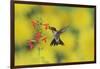 Ruby-throated Hummingbird male in flight feeding, Hill Country, Texas, USA-Rolf Nussbaumer-Framed Photographic Print