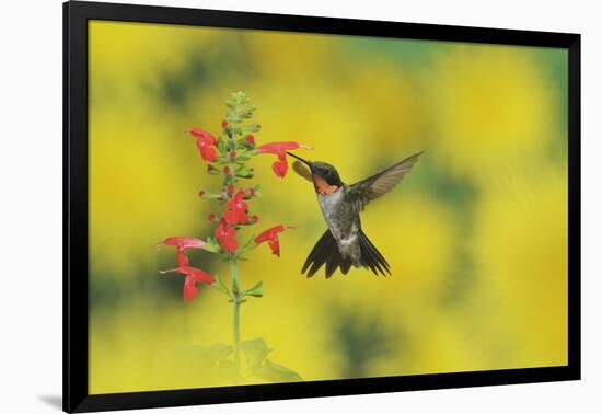 Ruby-throated Hummingbird male in flight feeding, Hill Country, Texas, USA-Rolf Nussbaumer-Framed Photographic Print