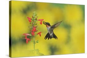 Ruby-throated Hummingbird male in flight feeding, Hill Country, Texas, USA-Rolf Nussbaumer-Stretched Canvas