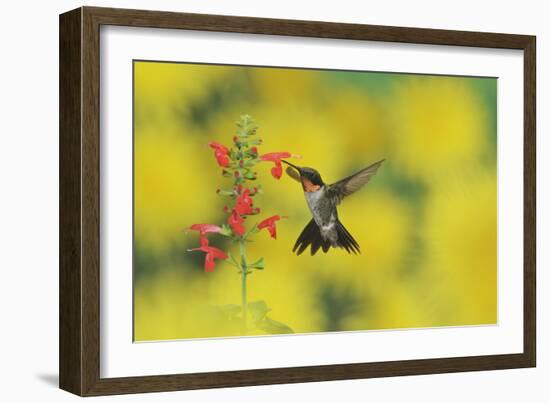 Ruby-throated Hummingbird male in flight feeding, Hill Country, Texas, USA-Rolf Nussbaumer-Framed Photographic Print