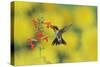 Ruby-throated Hummingbird male in flight feeding, Hill Country, Texas, USA-Rolf Nussbaumer-Stretched Canvas