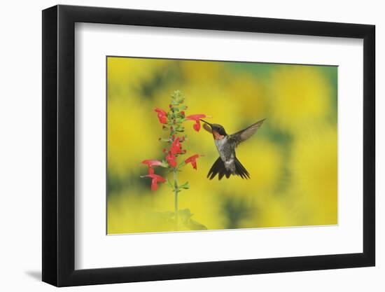 Ruby-throated Hummingbird male in flight feeding, Hill Country, Texas, USA-Rolf Nussbaumer-Framed Photographic Print