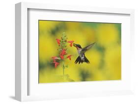 Ruby-throated Hummingbird male in flight feeding, Hill Country, Texas, USA-Rolf Nussbaumer-Framed Photographic Print