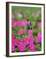 Ruby-throated Hummingbird male in flight feeding, Hill Country, Texas, USA-Rolf Nussbaumer-Framed Premium Photographic Print