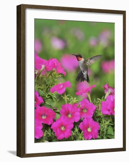 Ruby-throated Hummingbird male in flight feeding, Hill Country, Texas, USA-Rolf Nussbaumer-Framed Premium Photographic Print