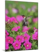 Ruby-throated Hummingbird male in flight feeding, Hill Country, Texas, USA-Rolf Nussbaumer-Mounted Premium Photographic Print