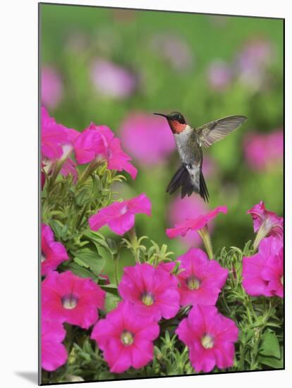 Ruby-throated Hummingbird male in flight feeding, Hill Country, Texas, USA-Rolf Nussbaumer-Mounted Premium Photographic Print