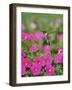 Ruby-throated Hummingbird male in flight feeding, Hill Country, Texas, USA-Rolf Nussbaumer-Framed Photographic Print