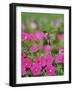 Ruby-throated Hummingbird male in flight feeding, Hill Country, Texas, USA-Rolf Nussbaumer-Framed Photographic Print