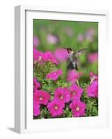 Ruby-throated Hummingbird male in flight feeding, Hill Country, Texas, USA-Rolf Nussbaumer-Framed Photographic Print