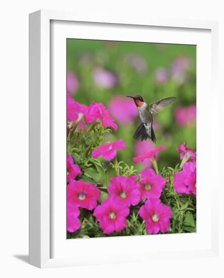 Ruby-throated Hummingbird male in flight feeding, Hill Country, Texas, USA-Rolf Nussbaumer-Framed Photographic Print