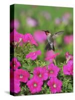 Ruby-throated Hummingbird male in flight feeding, Hill Country, Texas, USA-Rolf Nussbaumer-Stretched Canvas