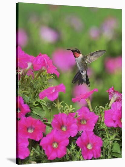 Ruby-throated Hummingbird male in flight feeding, Hill Country, Texas, USA-Rolf Nussbaumer-Stretched Canvas