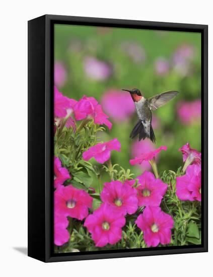 Ruby-throated Hummingbird male in flight feeding, Hill Country, Texas, USA-Rolf Nussbaumer-Framed Stretched Canvas