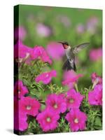 Ruby-throated Hummingbird male in flight feeding, Hill Country, Texas, USA-Rolf Nussbaumer-Stretched Canvas