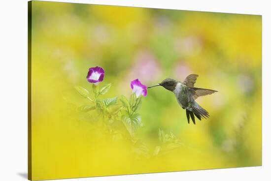 Ruby-throated Hummingbird male in flight feeding, Hill Country, Texas, USA-Rolf Nussbaumer-Stretched Canvas