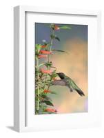 Ruby-Throated Hummingbird Male on Cigar Plant, Marion County, Illinois-Richard and Susan Day-Framed Photographic Print