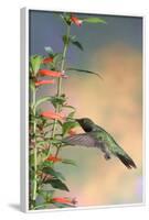 Ruby-Throated Hummingbird Male on Cigar Plant, Marion County, Illinois-Richard and Susan Day-Framed Photographic Print