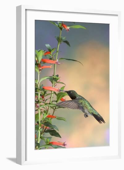 Ruby-Throated Hummingbird Male on Cigar Plant, Marion County, Illinois-Richard and Susan Day-Framed Photographic Print