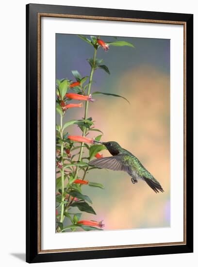 Ruby-Throated Hummingbird Male on Cigar Plant, Marion County, Illinois-Richard and Susan Day-Framed Photographic Print