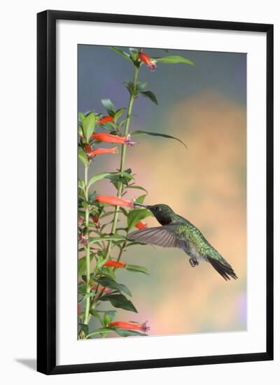 Ruby-Throated Hummingbird Male on Cigar Plant, Marion County, Illinois-Richard and Susan Day-Framed Photographic Print