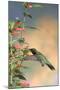 Ruby-Throated Hummingbird Male on Cigar Plant, Marion County, Illinois-Richard and Susan Day-Mounted Photographic Print