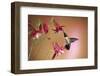 Ruby-Throated Hummingbird Male on Crimson Star Columbine, Illinois-Richard and Susan Day-Framed Photographic Print