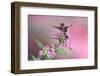 Ruby-Throated Hummingbird Male on Pink Pentas. Marion, Illinois, Usa-Richard ans Susan Day-Framed Photographic Print