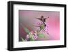 Ruby-Throated Hummingbird Male on Pink Pentas. Marion, Illinois, Usa-Richard ans Susan Day-Framed Photographic Print