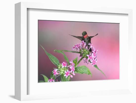 Ruby-Throated Hummingbird Male on Pink Pentas. Marion, Illinois, Usa-Richard ans Susan Day-Framed Photographic Print
